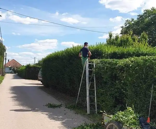 Sövénynyírás 1