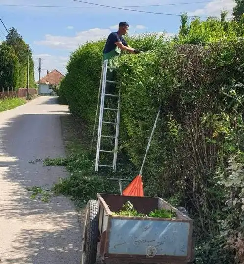 Sövénynyírás 3